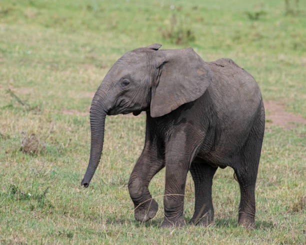 istock Baby Elephant in the greater Masai Mara ecosystem, Kenya 1773488024