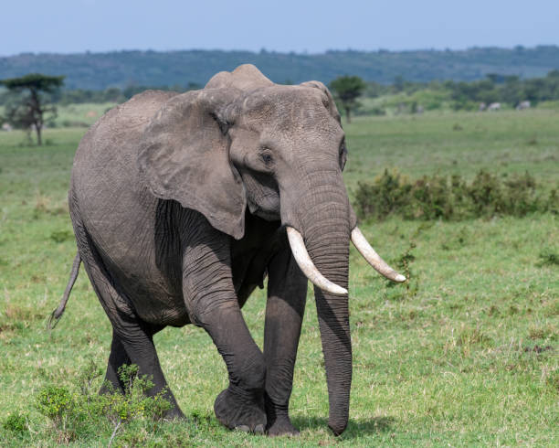 istock Elephant in the greater Masai Mara ecosystem, Kenya 1773488476
