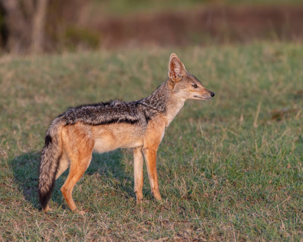istock Black-backed Jackal in the greater Masai Mara ecosystem, Kenya 1773488606