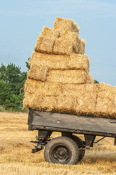 istock Hay in a truck. 177348936