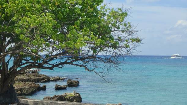 costa rocosa y árbol en georgetown, gran caimán - cayman islands fotografías e imágenes de stock