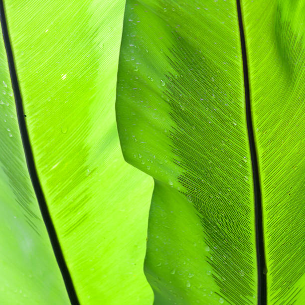 istock Abstract image of water drop on leaves in nature 177349522