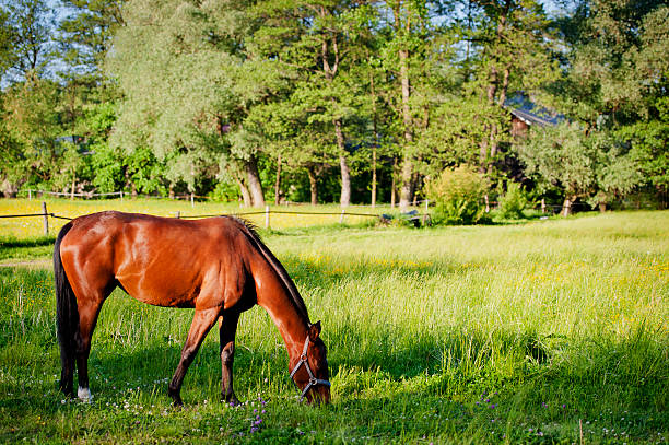 istock Horse surrounded by grasslands in Poland 177349554