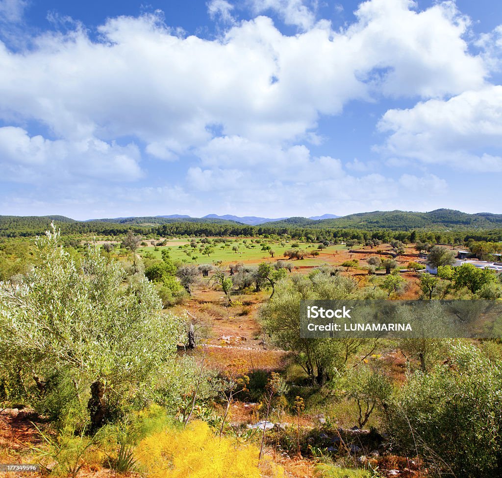 Isla de Ibiza paisaje con la agricultura campos - Foto de stock de Isla de Ibiza libre de derechos