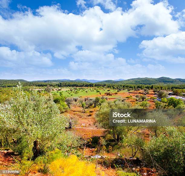 Isla De Ibiza Paisaje Con La Agricultura Campos Foto de stock y más banco de imágenes de Isla de Ibiza - Isla de Ibiza, Olivo, Agricultura