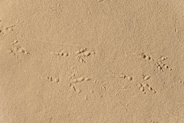 istock tracks  of bird on sand 177349604