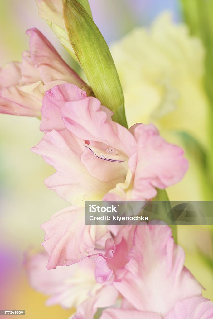 Gladiole Blumen - Lizenzfrei Baumblüte Stock-Foto