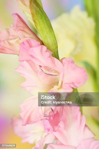 Gladiole Blumen Stockfoto und mehr Bilder von Baumblüte - Baumblüte, Blatt - Pflanzenbestandteile, Blume