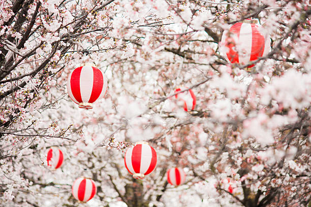 Cherry blossoms with Chinese lanterns in the trees stock photo