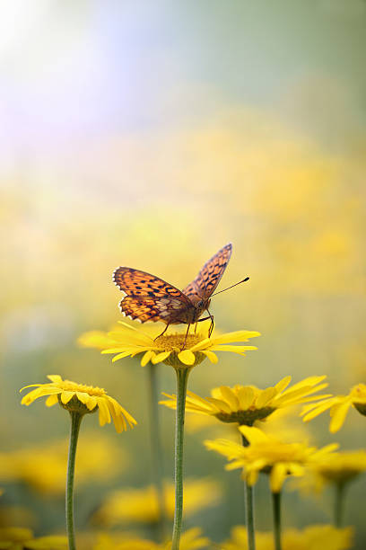 istock Butterfly on yellow flowers 177350070