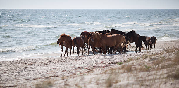 istock Wild horses on the beach 177350191