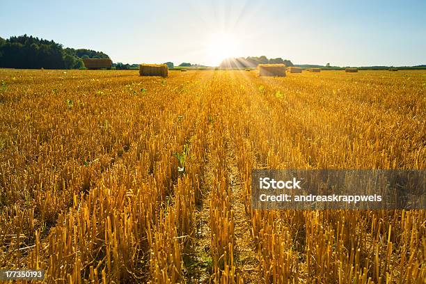 Harvested Field Stock Photo - Download Image Now - Agricultural Field, Agriculture, August