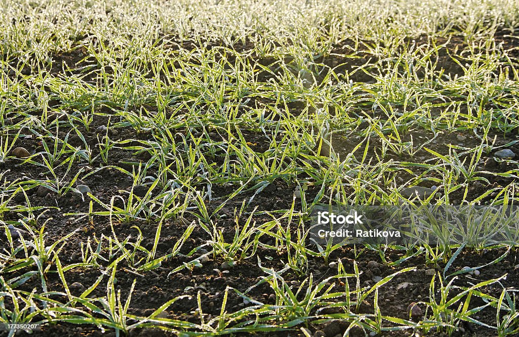 Dew no campo. - Foto de stock de Agricultura royalty-free