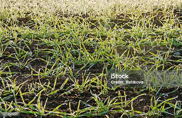 Orvalho No Campo - Fotografias de stock e mais imagens de Agricultura - Agricultura, Ao Ar Livre, Campo agrícola