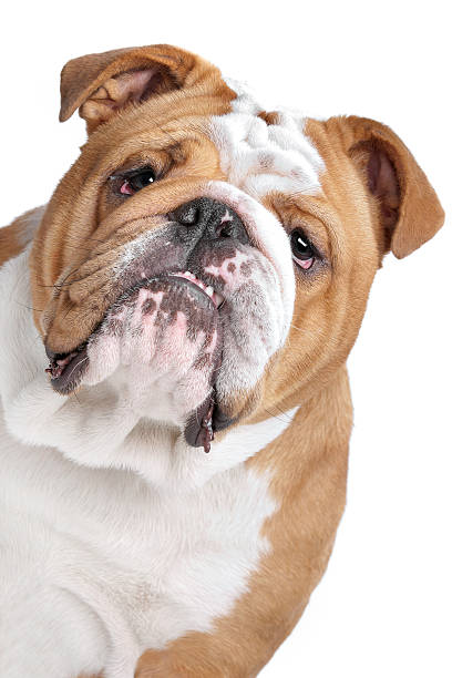istock English Bulldog 177350348
