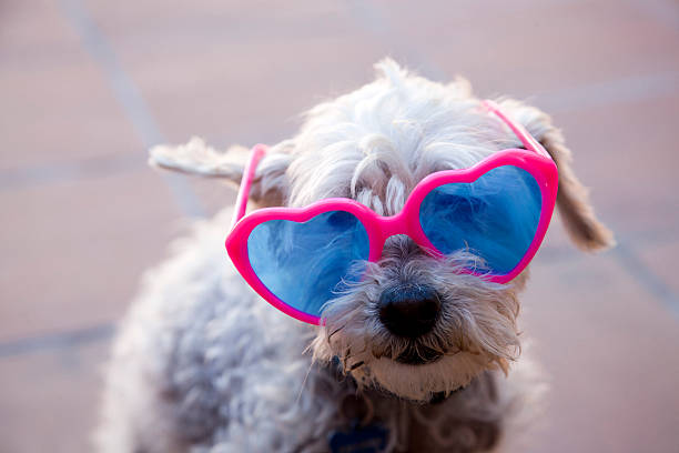 istock Dog with sunglasses 177350474
