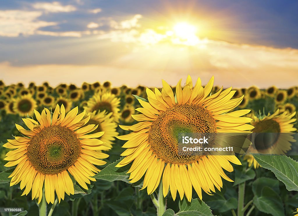 夕暮れのフィールドの sunflowers - ドラマチックな空模様のロイヤリティフリーストックフォト