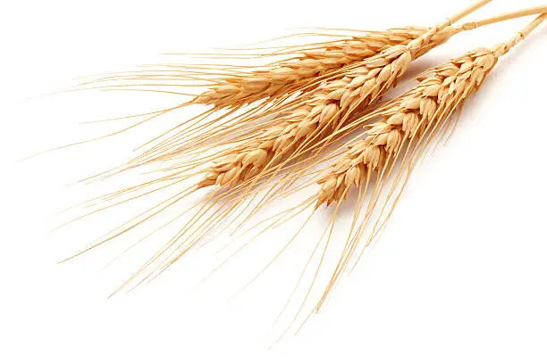 wheat ears (triticum) isolated on white background