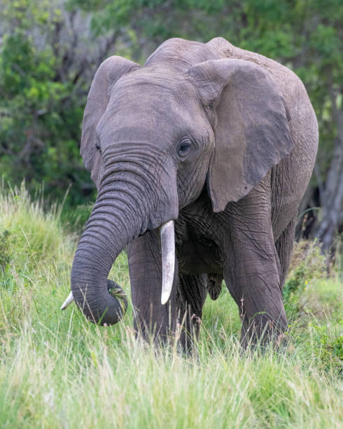 istock Elephant in the greater Masai Mara ecosystem, Kenya 1773506581