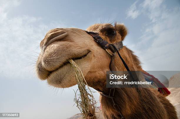 Photo libre de droit de Camel banque d'images et plus d'images libres de droit de Chameau - Chameau, Cisjordanie, Désert