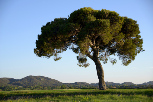isolated umbrella pine in the middle of a field of Provence
