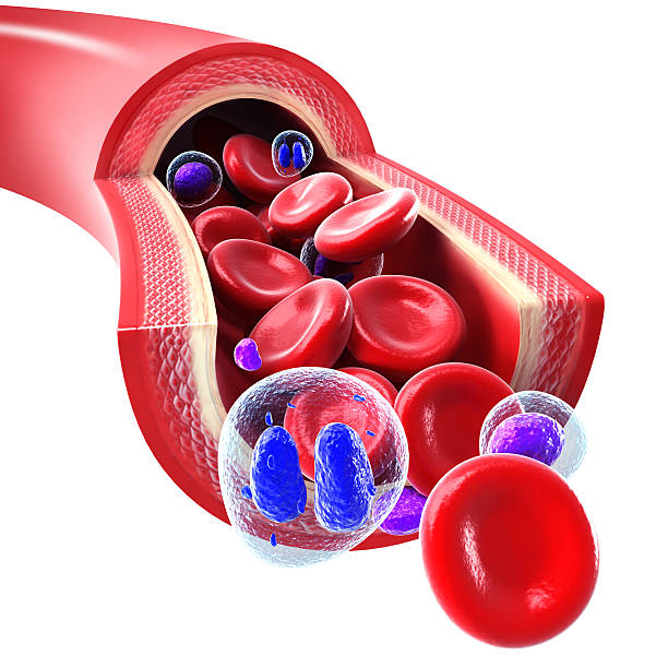 células rojas de la sangre que fluye a través de una vena y la arteria - anatomy animal vein blood human artery fotografías e imágenes de stock