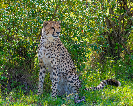 Running cheetah (Acynonix jubatus), world's fastest animal can run 70kmph, Kalahari plains, Namibia, Africa