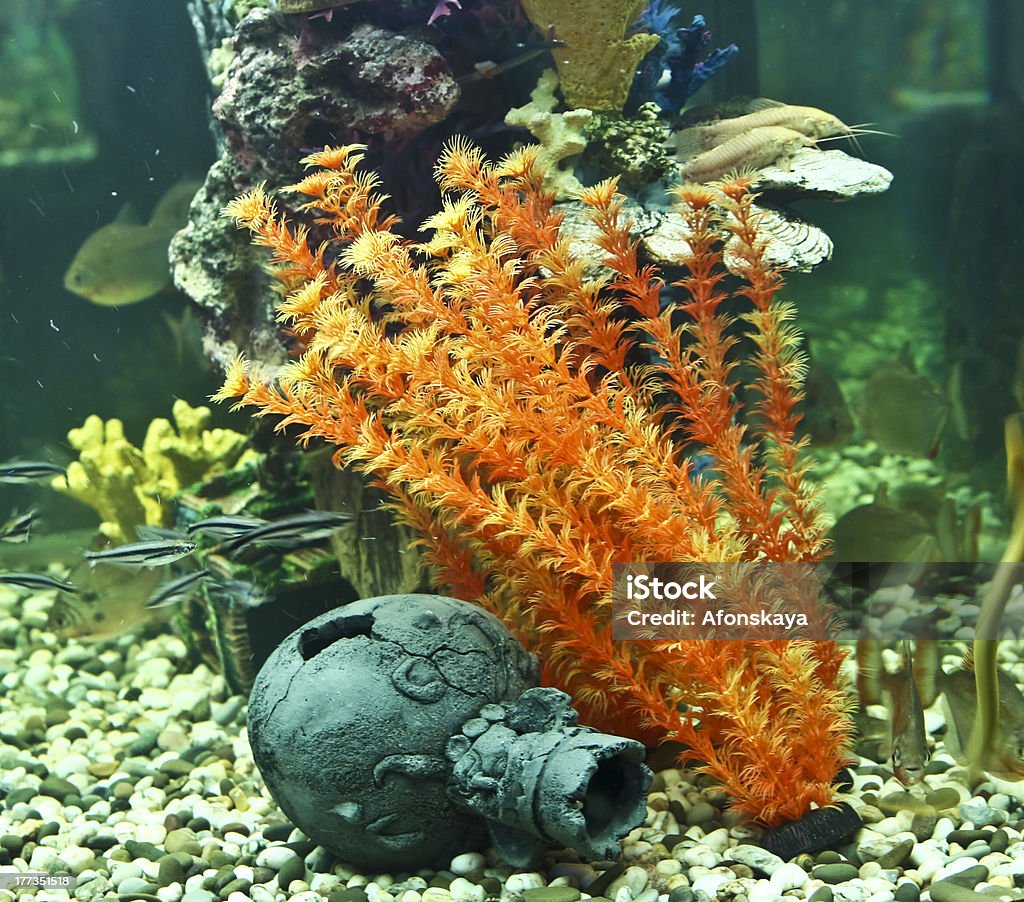 Coraux, les algues et Pichet, de l'aquarium - Photo de Algue libre de droits