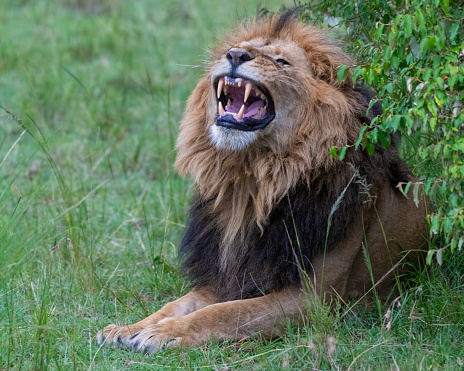 Lion in the greater Masai Mara, Kenya