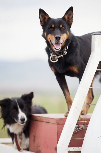 View of an Australian Heeler or Australian Cattle dog, also known as a Blue Heeler and a Border Collie on the back of ute or pick up truck on a farm in Tasmania