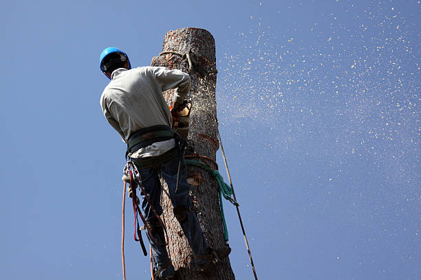 Chain saw meets tree stock photo