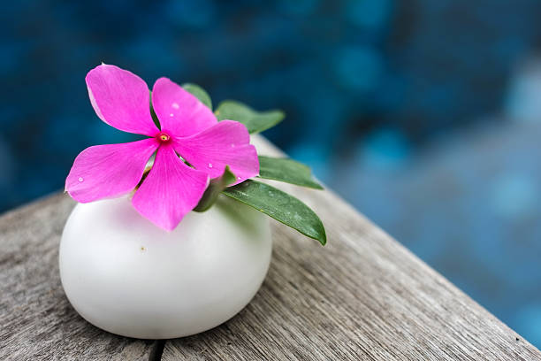 Beautiful pink flower on stone spa concept stock photo