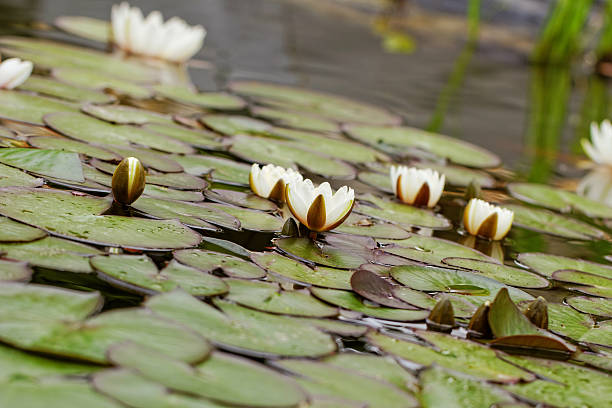 istock water lily on the pond 177352394
