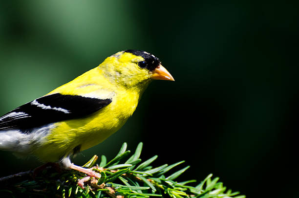istock American Goldfinch Perched on a Branch 177352695