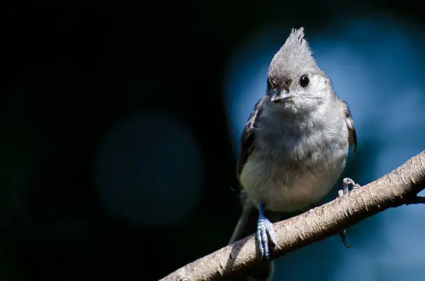 Tufted Titmouse Against a Blue Background