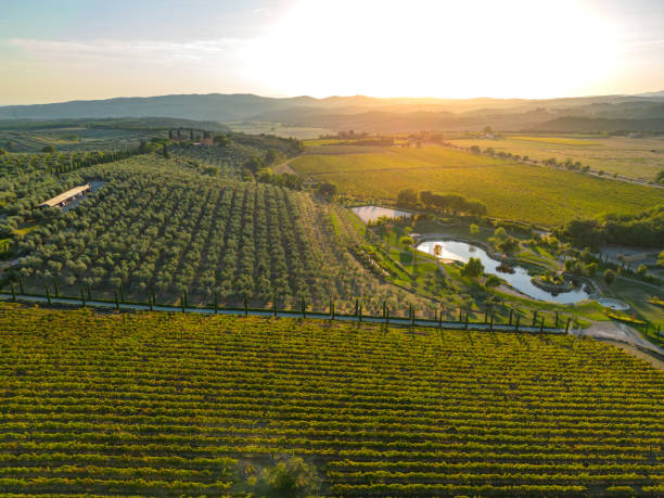 istock Maremma Italian vineyards in Tuscany 1773527651