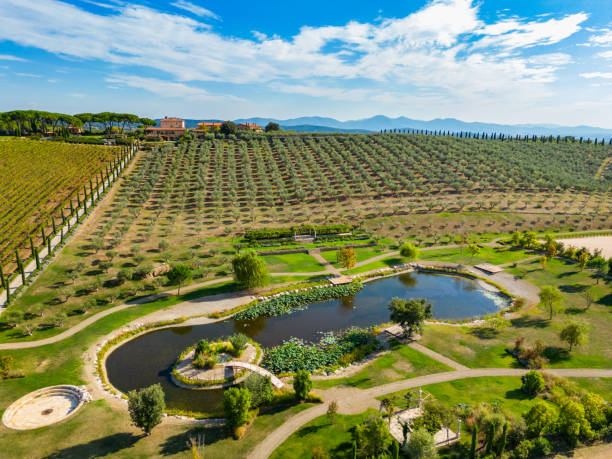 Maremma Italian vineyards in Tuscany Maremma Italian vineyards and olive tree orchard in Tuscany from drone golden hour wine stock pictures, royalty-free photos & images