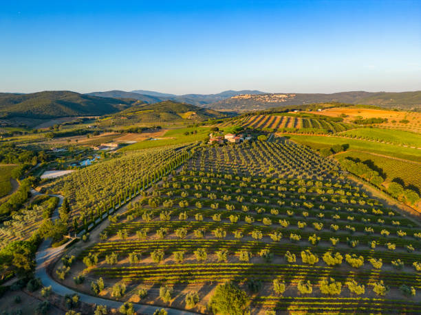 istock Maremma Italian vineyards in Tuscany 1773527664