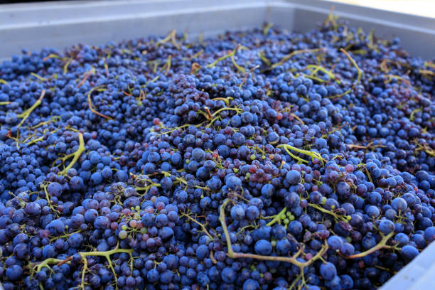 istock Grape Harvest Bins for Vineyards Wineries 1773527671