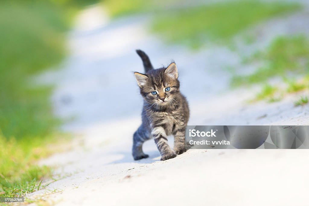 Petit chaton rester sur la route de sable - Photo de Animal errant libre de droits