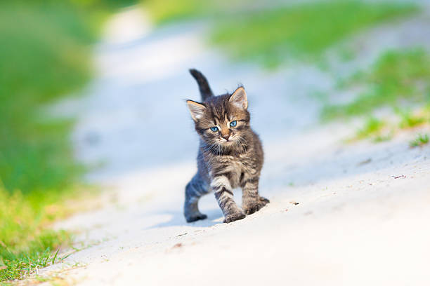 istock Little kitten staying on the sandy road 177352769