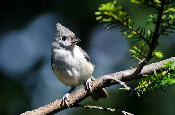 Tufted Titmouse Perched on a Branch