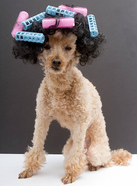 istock Poodle Posing with Blue and Pink Curlers 177352900