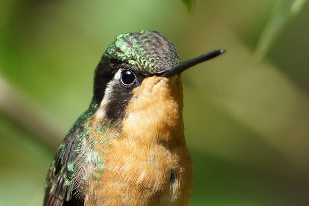 istock Purple-throated Mountain-Gem 177353414