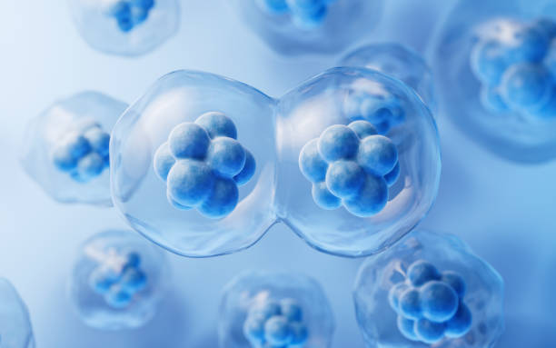 istock Mitosis of cells with biotechnology concept, 3d rendering. 1773543292