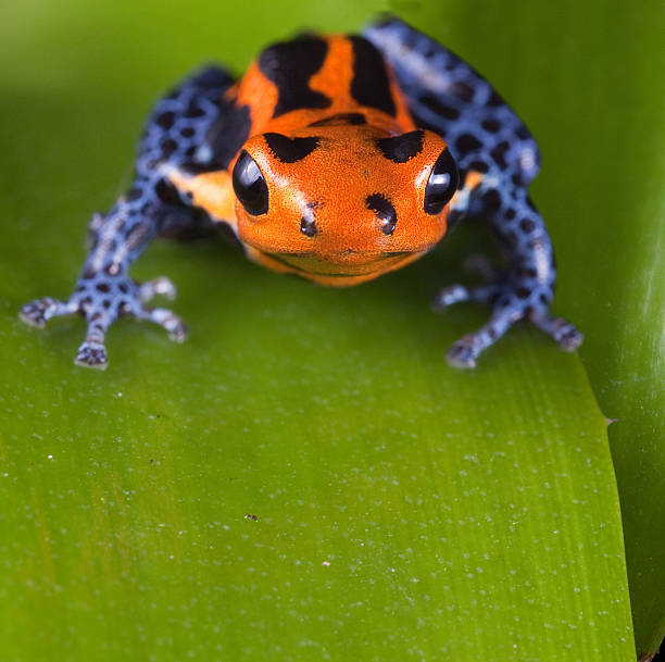 istock red poison dart frog with bright blue legs 177355660