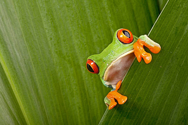 Red-eyed tree frog hiding behind leaves and peeping stock photo