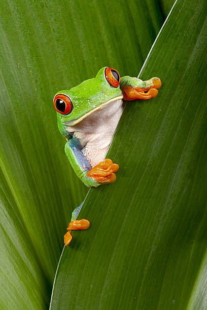 istock Close-up of a bright green red-eyes tree frog over a leaf 177355663
