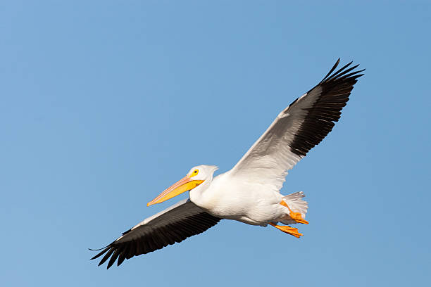 istock American white pelican in flight above Arkansas River blue sky 177355922