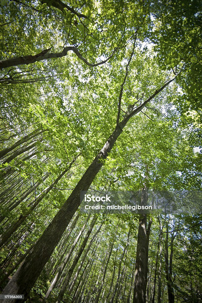 Drzew - Zbiór zdjęć royalty-free (Drewno - Tworzywo)